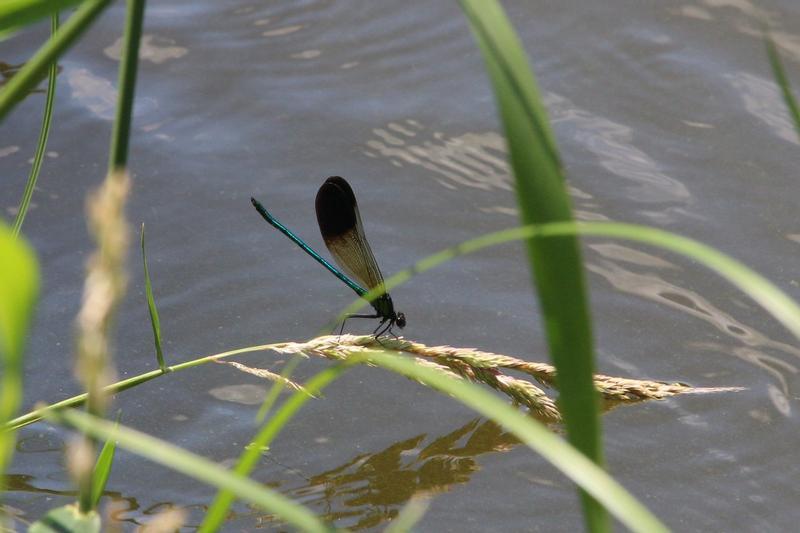 Photo of River Jewelwing