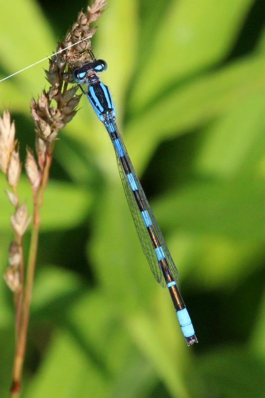 Photo of Tule Bluet