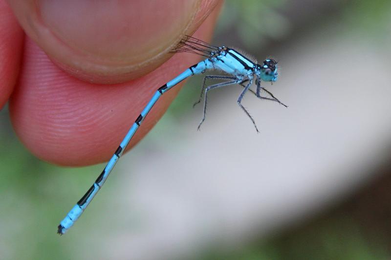 Photo of Marsh Bluet