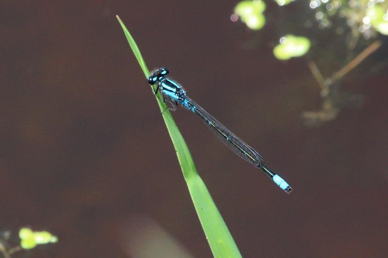 Photo of Skimming Bluet