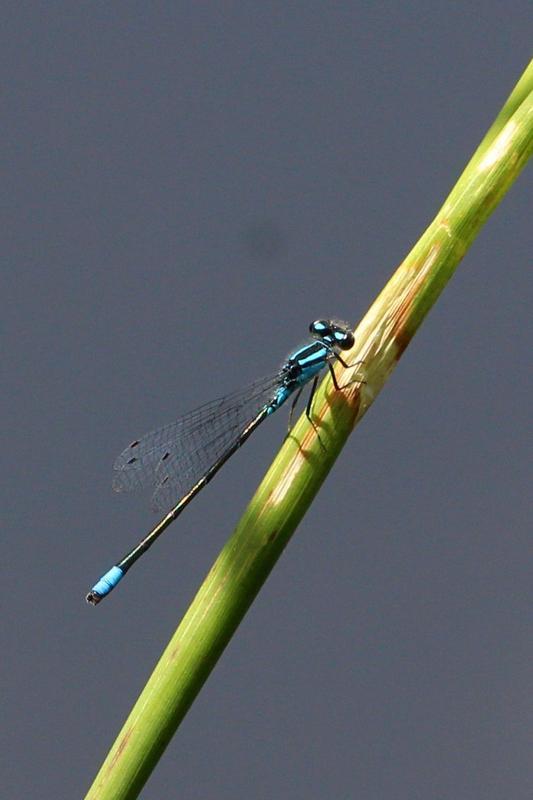 Photo of Skimming Bluet