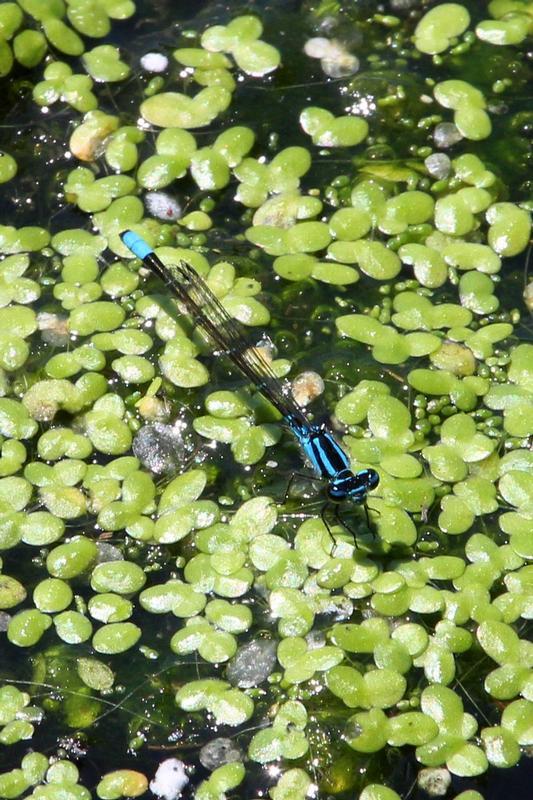 Photo of Skimming Bluet