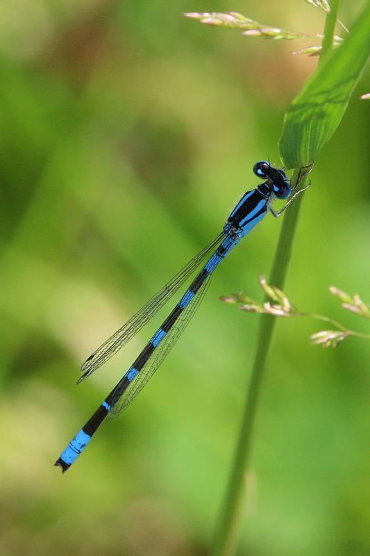 Photo of Tule Bluet