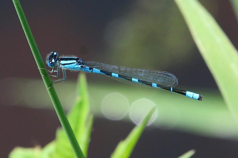 Photo of Tule Bluet