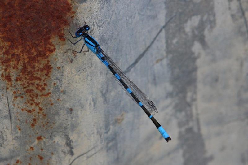 Photo of Tule Bluet