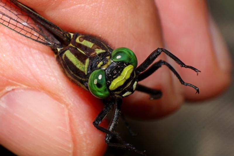 Photo of Cobra Clubtail