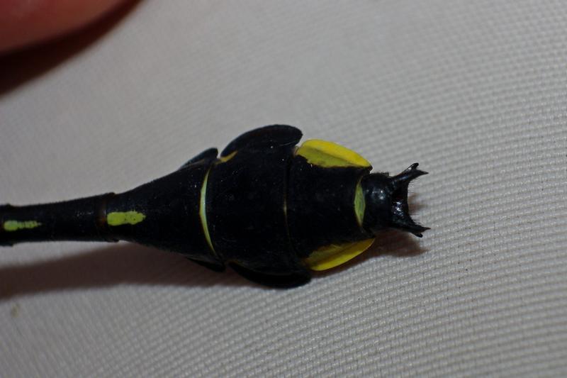 Photo of Cobra Clubtail