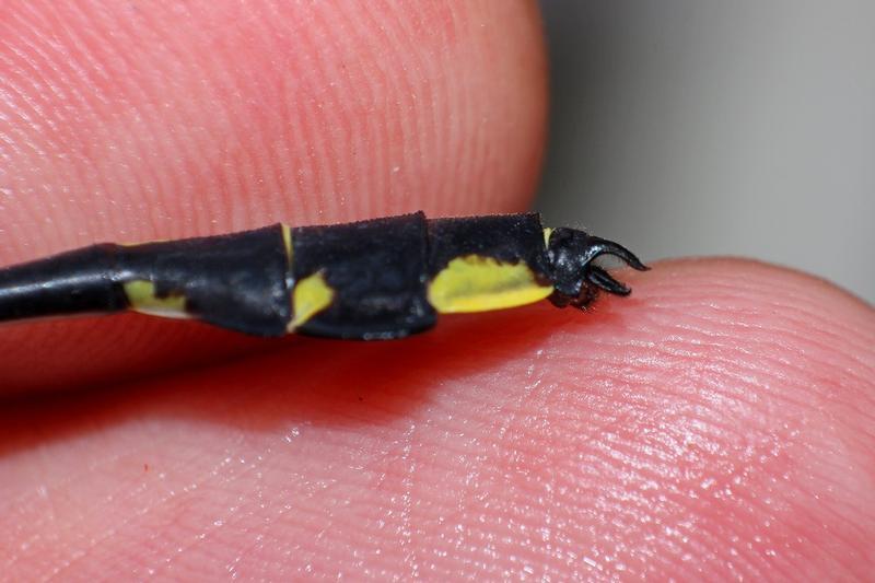 Photo of Cobra Clubtail