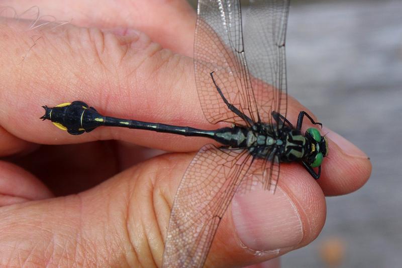 Photo of Cobra Clubtail