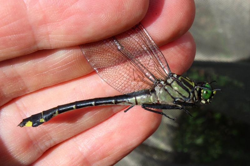 Photo of Cobra Clubtail