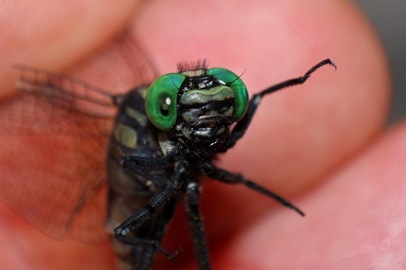 Photo of Cobra Clubtail