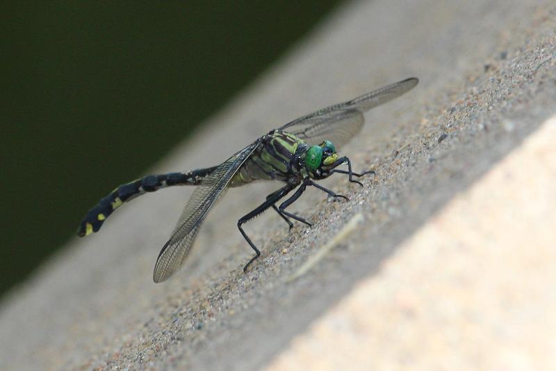 Photo of Cobra Clubtail