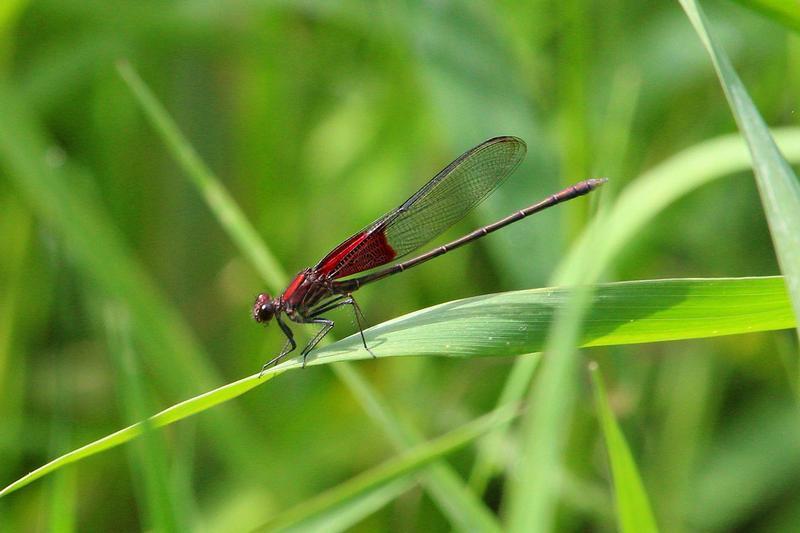 Photo of American Rubyspot
