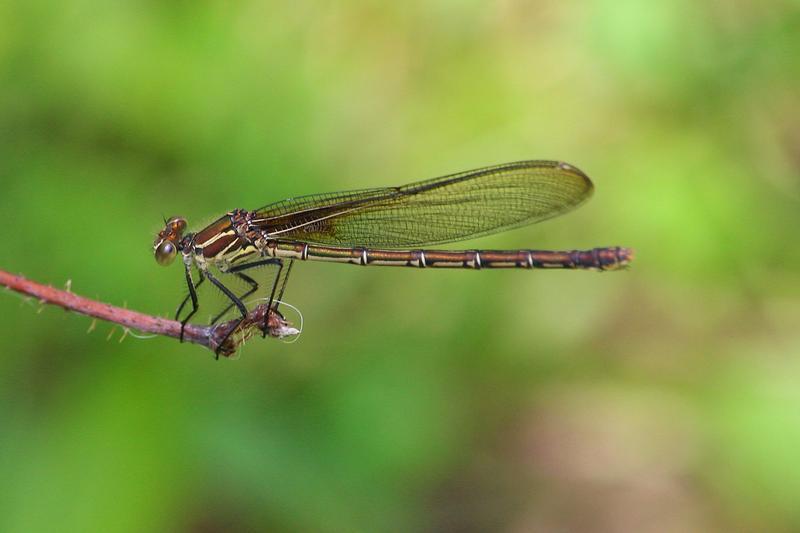 Photo of American Rubyspot