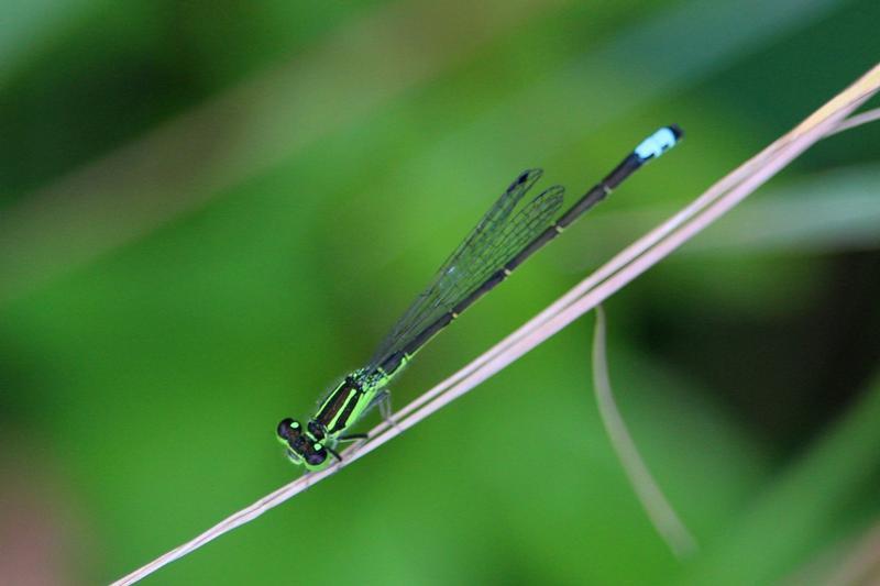 Photo of Eastern Forktail