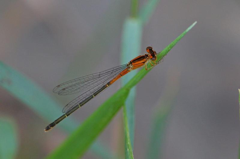 Photo of Eastern Forktail