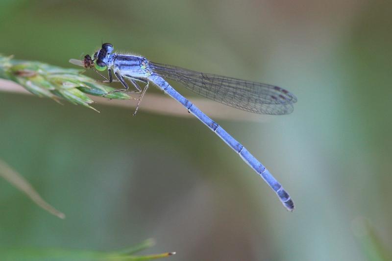 Photo of Eastern Forktail