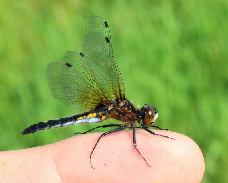 Photo of Dot-tailed Whiteface