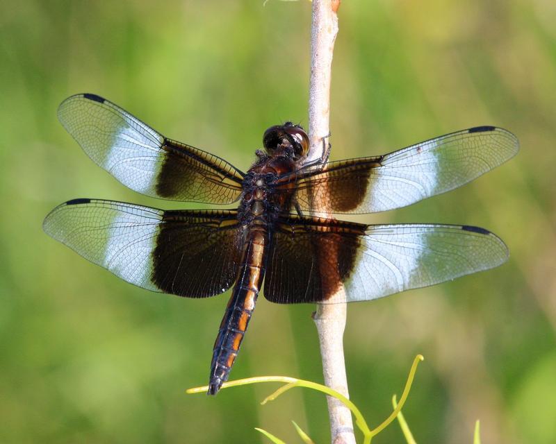 Photo of Widow Skimmer