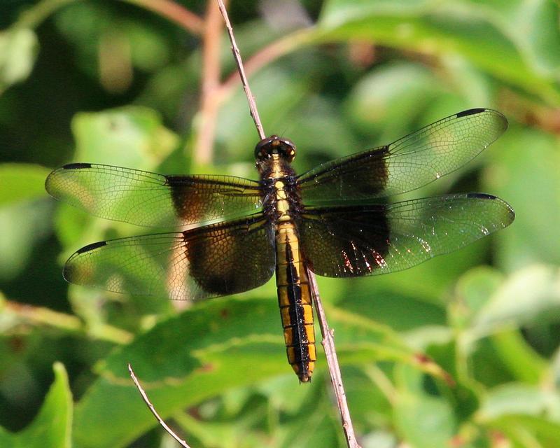 Photo of Widow Skimmer