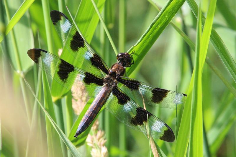 Photo of Twelve-spotted Skimmer