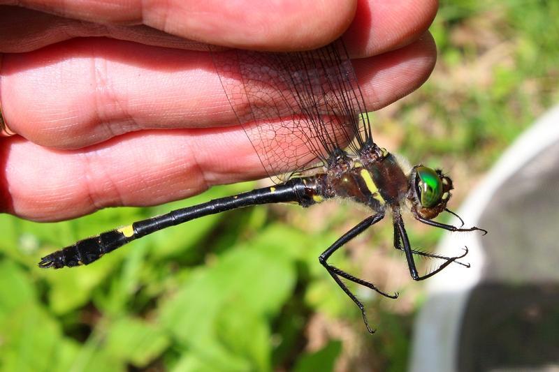 Photo of Swift River Cruiser (Illinois River Cruiser ssp.)
