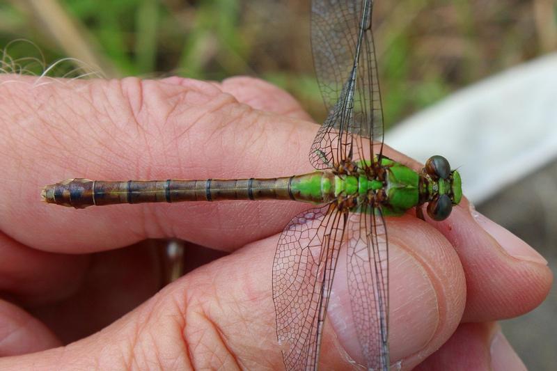 Photo of Rusty Snaketail