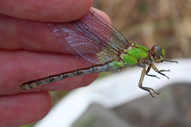 Photo of Rusty Snaketail