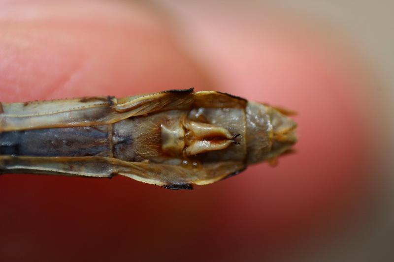 Photo of Rusty Snaketail