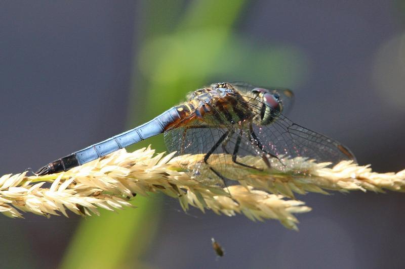Photo of Blue Dasher