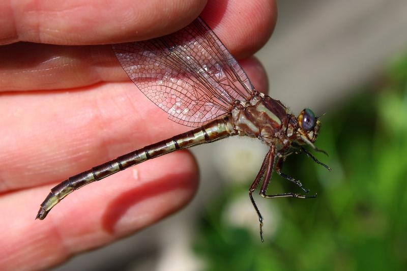 Photo of Ashy Clubtail