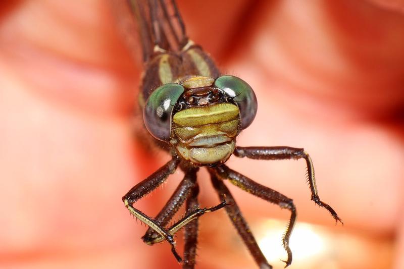 Photo of Ashy Clubtail