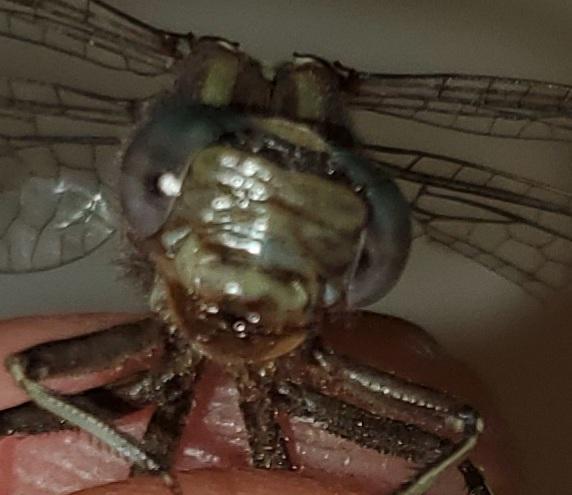 Photo of Ashy Clubtail
