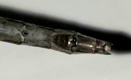 Photo of Ashy Clubtail