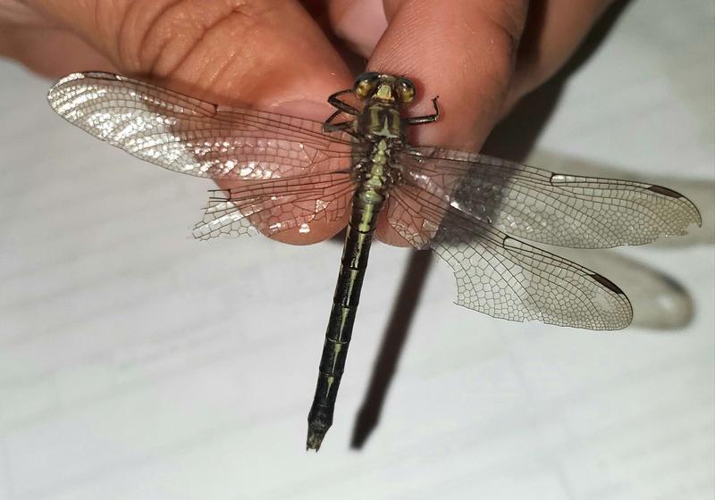 Photo of Ashy Clubtail