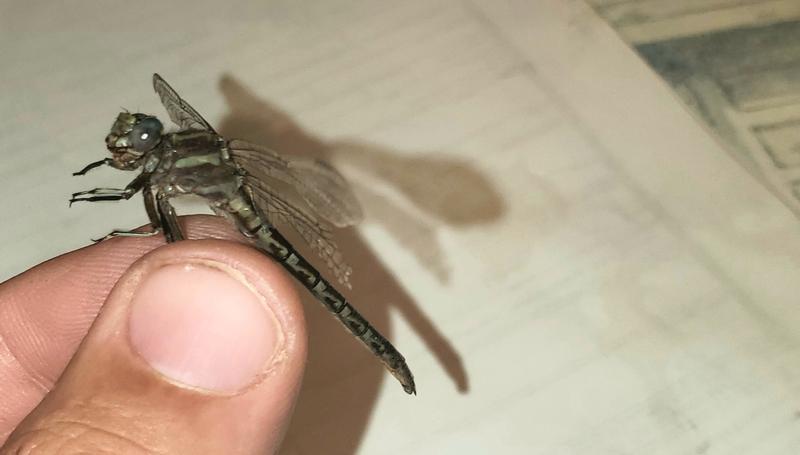 Photo of Ashy Clubtail