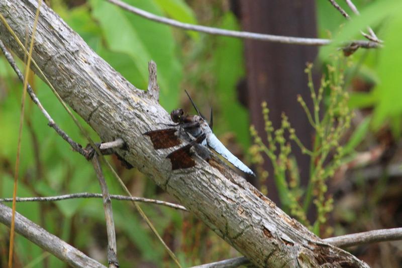 Photo of Common Whitetail