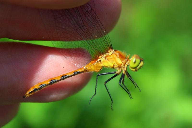 Photo of White-faced Meadowhawk