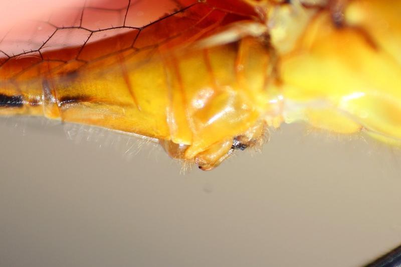 Photo of White-faced Meadowhawk