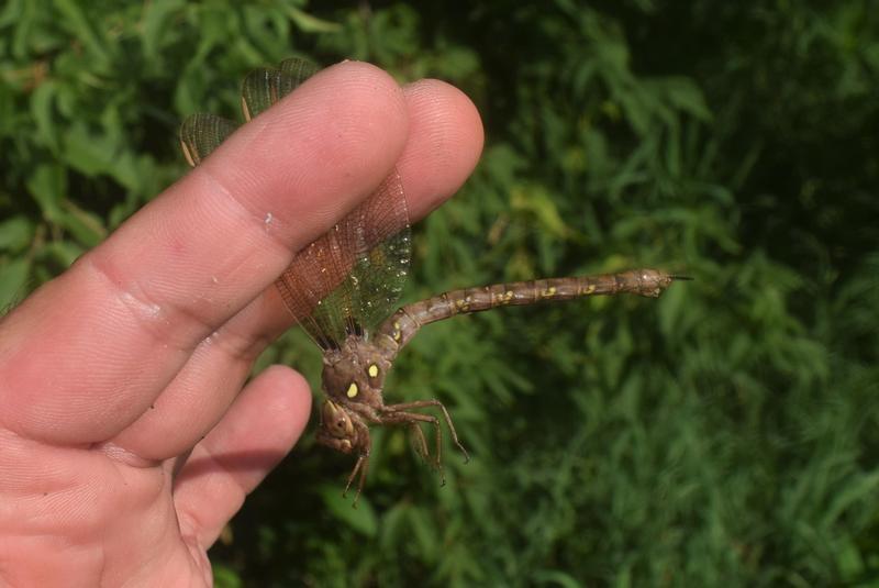 Photo of Fawn Darner