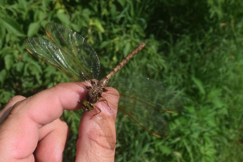 Photo of Fawn Darner