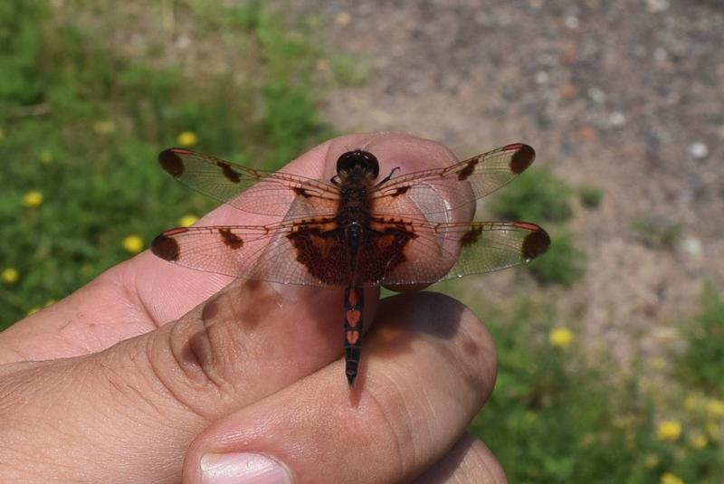 Photo of Calico Pennant