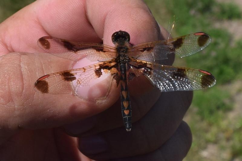 Photo of Calico Pennant