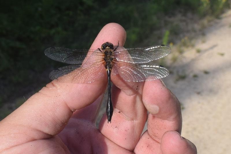 Photo of Racket-tailed Emerald