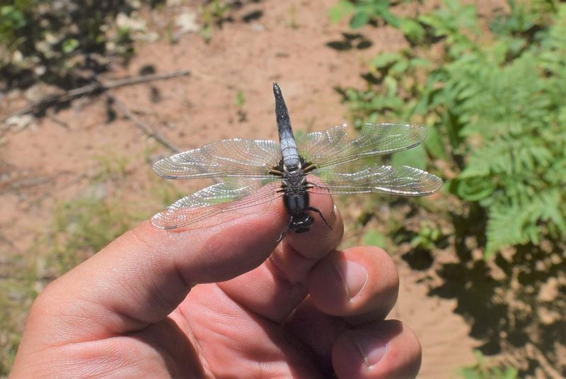 Photo of Chalk-fronted Corporal