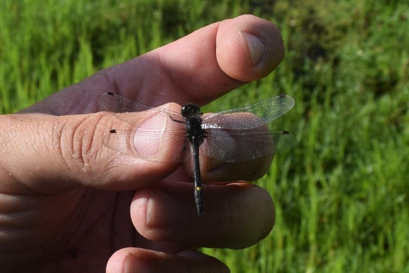 Photo of Dot-tailed Whiteface