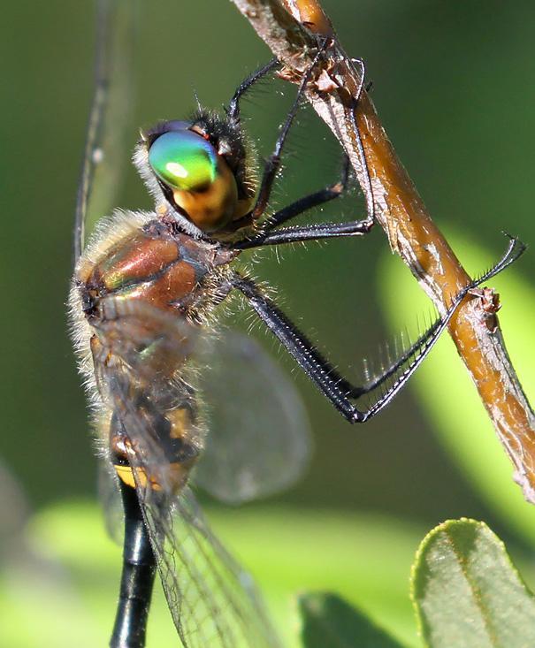 Photo of Racket-tailed Emerald