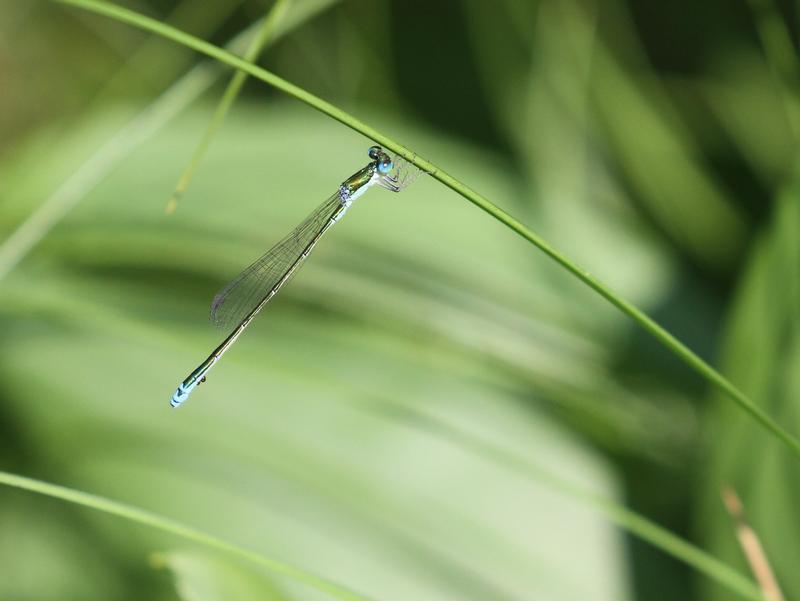 Photo of Sedge Sprite