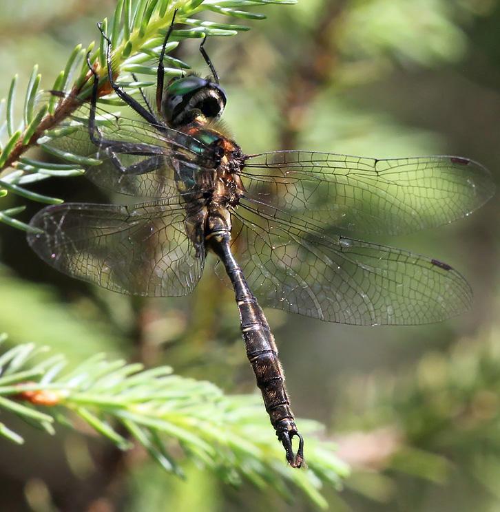 Photo of Brush-tipped Emerald