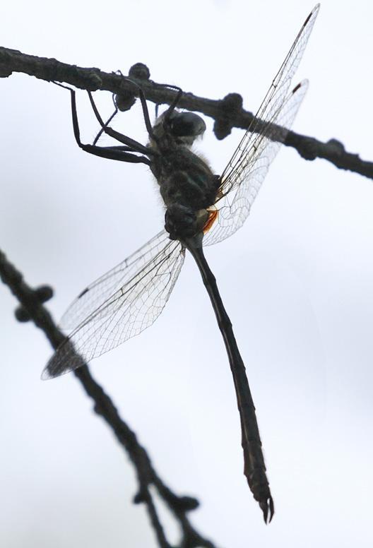 Photo of Delicate Emerald